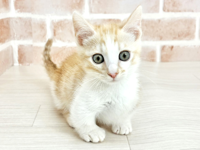 埼玉県のマンチカン (ペッツファーストさいたま新都心店/2025年9月22日生まれ/男の子/クリームタビーホワイト)の子猫の1枚目の画像