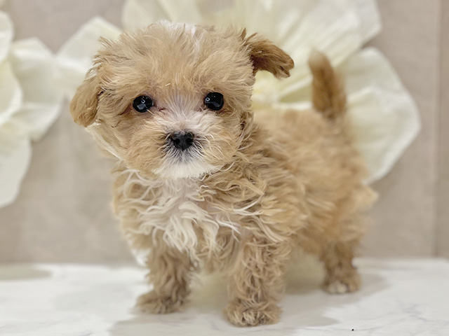 東京都のマルプー(マルチーズ×プードル) (ペッツファースト新宿店/2025年9月26日生まれ/男の子/アプリコットホワイト)の子犬の1枚目の画像