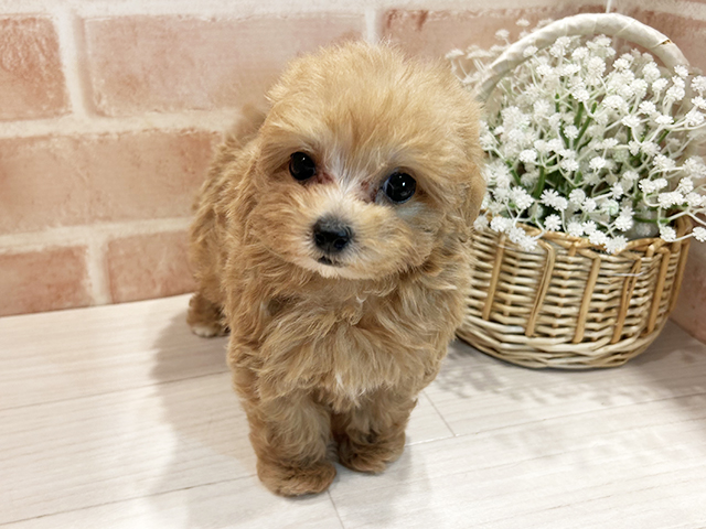 東京都のマルプー(マルチーズ×プードル) (ペッツファースト町田店/2025年9月24日生まれ/男の子/アプリコット)の子犬