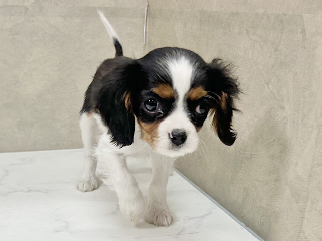 愛知県のキャバリアキングチャールズスパニエル (ペッツファースト一宮店/2025年9月21日生まれ/女の子/トライカラー)の子犬の1枚目の画像