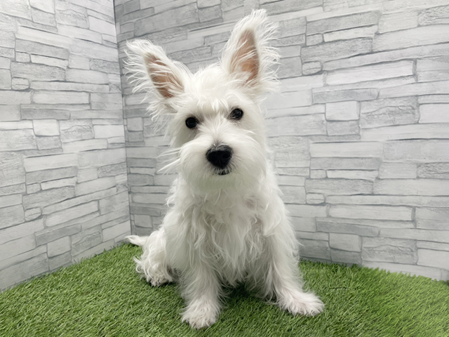 神奈川県のウエストハイランドホワイトテリア (ペッツファースト横浜瀬谷店/2025年9月28日生まれ/男の子/ホワイト)の子犬の1枚目の画像