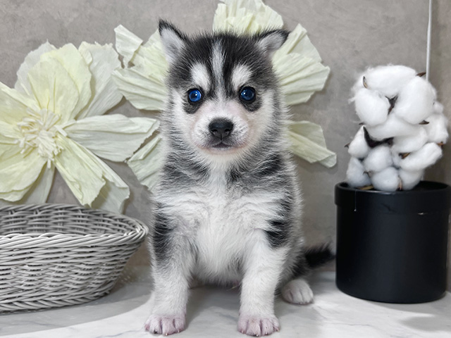 兵庫県のハーフ犬・ミックス犬 (ペッツファースト神戸三宮センター街店/2025年9月29日生まれ/男の子/ブラックホワイト)の子犬の1枚目の画像