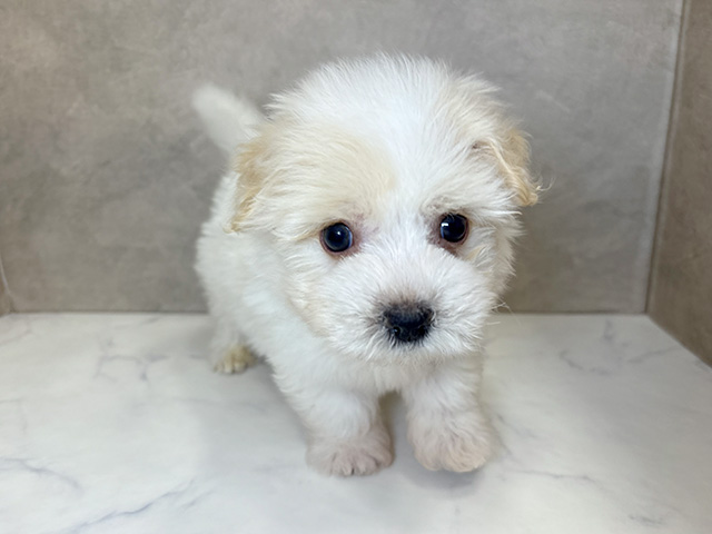 埼玉県のコトンドテュレアール (ペッツファーストPETEMOレイクタウンmori店/2025年9月29日生まれ/男の子/ホワイトクリーム)の子犬の1枚目の画像