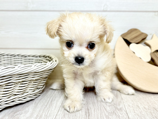 コトンドテュレアール, 性別 男の子, 誕生日 2025/09/29, 毛色 ホワイトクリーム, 出身 茨城県, 店舗 大高店(愛知県), お問い合わせ番号 2507645
