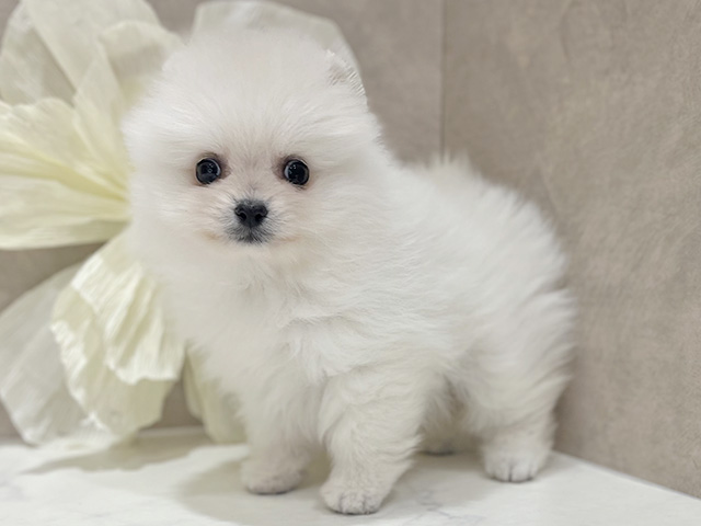 東京都のポメラニアン (ペッツファースト新宿店/2025年9月29日生まれ/男の子/ホワイト)の子犬の1枚目の画像