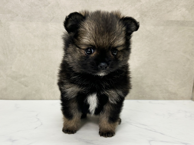 愛知県のポメチワ/チワポメ/ポメチー(ポメラニアン×チワワ) (ペッツファースト一宮店/2025年9月29日生まれ/男の子/オレンジセーブル)の子犬の1枚目の画像