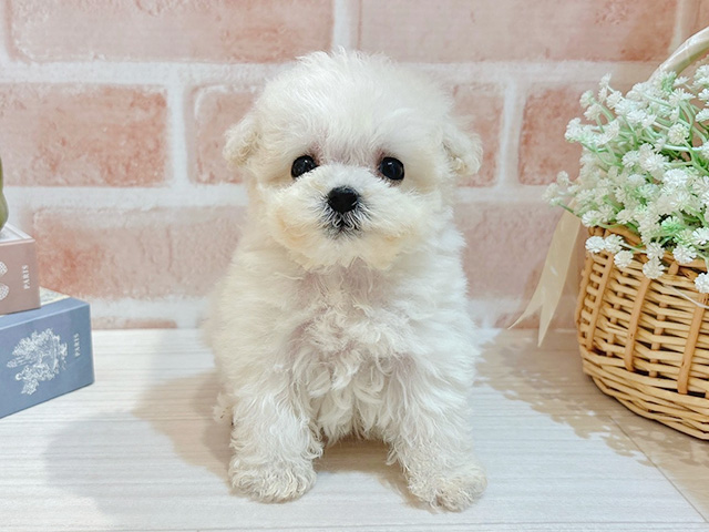 東京都のビションプー(ビションフリーゼ×プードル) (ペッツファースト自由が丘店/2025年9月27日生まれ/女の子/ホワイト)の子犬の1枚目の画像