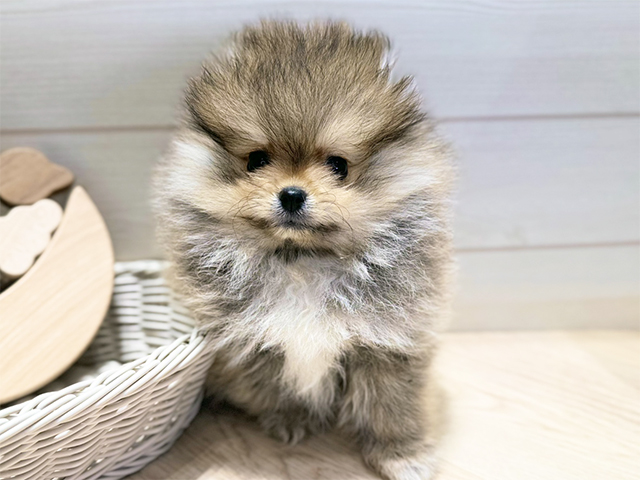 群馬県のポメラニアン (ペッツファースト高崎店/2025年9月29日生まれ/男の子/オレンジセーブル)の子犬の1枚目の画像