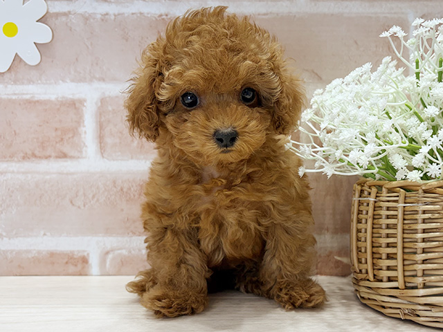 福岡県のトイプードル(タイニー) (ペッツファースト筑紫野店/2025年9月29日生まれ/女の子/レッド)の子犬の1枚目の画像