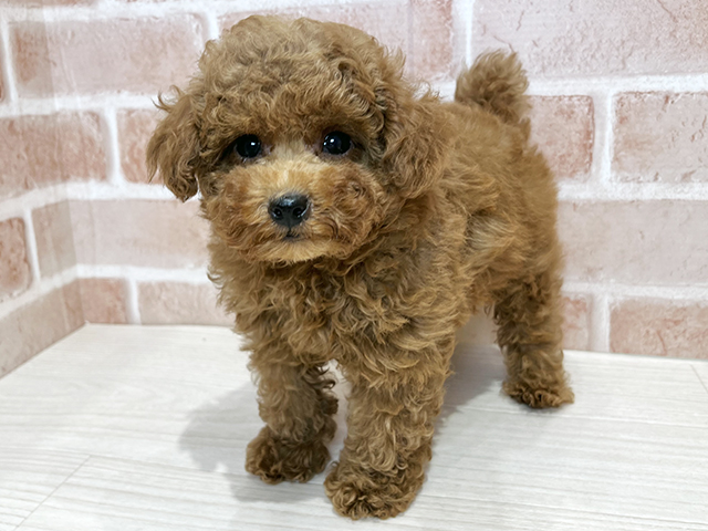 東京都のトイプードル(トイ) (ペッツファースト荻窪店/2025年9月29日生まれ/男の子/レッド)の子犬の1枚目の画像