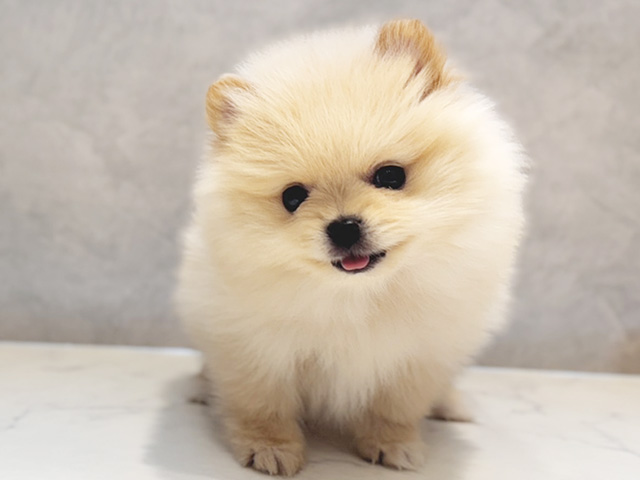 大阪府のポメラニアン (ペッツファースト心斎橋本店/2025年9月29日生まれ/男の子/クリーム)の子犬の1枚目の画像