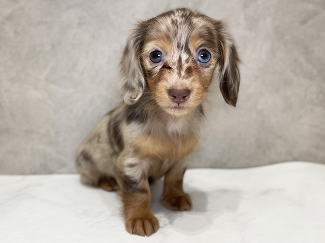 カニヘンダックスフンド