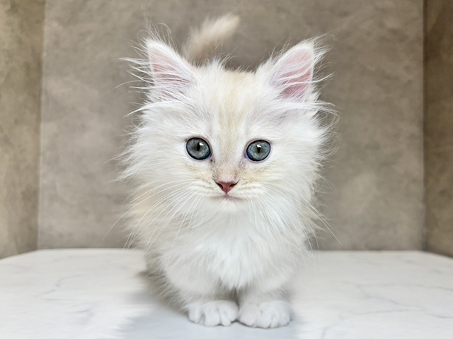 東京都のミヌエット (ペッツファースト神楽坂店/2025年9月29日生まれ/男の子/クリームタビー)の子猫の1枚目の画像