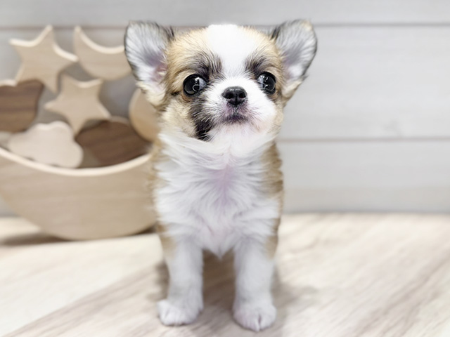 群馬県のチワワ(ロング) (ペッツファースト高崎店/2025年9月28日生まれ/女の子/レッドホワイト)の子犬の1枚目の画像