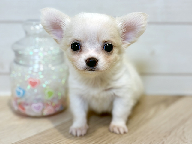 神奈川県のチワックス(チワワ×ダックス) (ペッツファースト川崎店/2025年9月25日生まれ/男の子/クリームホワイト)の子犬の1枚目の画像