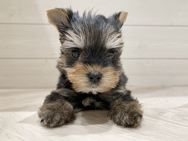 東京都のヨークシャーテリア (ペッツファースト豊洲店/2025年9月28日生まれ/男の子/スチールブルータン)の子犬の1枚目の画像