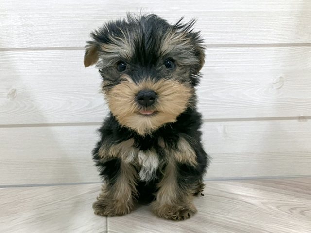 埼玉県のヨークシャーテリア (ペッツファースト春日部店/2025年9月28日生まれ/男の子/スチールブルータン)の子犬の1枚目の画像