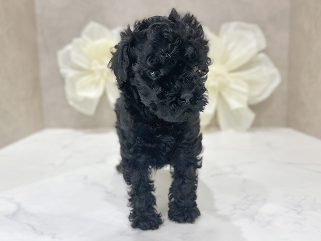 東京都のトイプードル(タイニー) (ペッツファースト新宿店/2025年9月25日生まれ/女の子/ブラック)の子犬の1枚目の画像