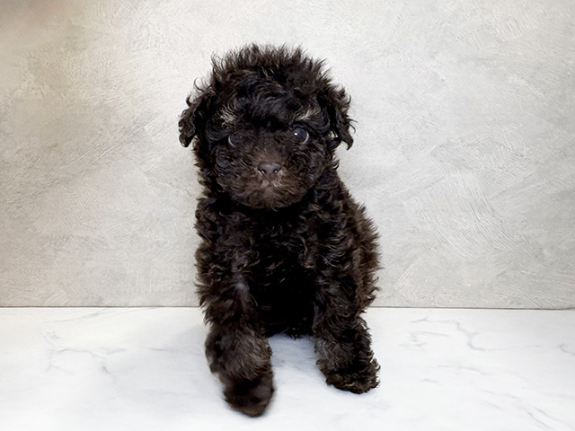 埼玉県のトイプードル(タイニー) (ペッツファーストPETEMOレイクタウンmori店/2025年9月28日生まれ/男の子/ブラウンタン)の子犬の1枚目の画像