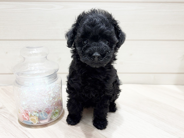 広島県のトイプードル(タイニー) (ペッツファースト広島府中店/2025年9月28日生まれ/女の子/ブラック)の子犬