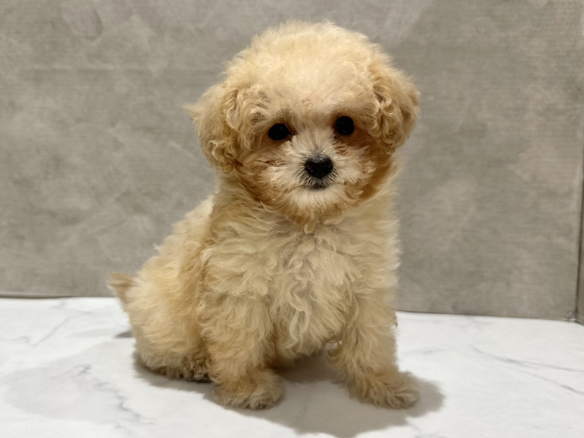 東京都のトイプードル(タイニー) (ペッツファースト中野店/2025年9月28日生まれ/女の子/アプリコット)の子犬の1枚目の画像