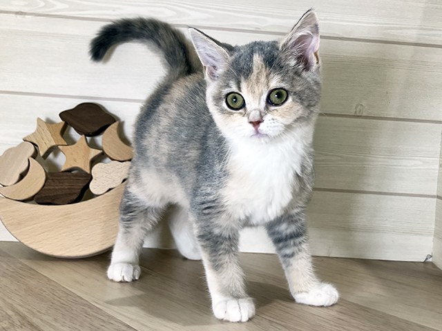鳥取県のブリティッシュショートヘアー (ペッツファースト日吉津店/2025年9月17日生まれ/女の子/ダイリュートキャリコ)の子猫