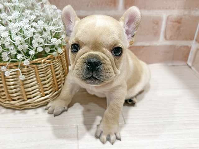 東京都のフレンチブルドッグ (ペッツファースト町田店/2025年9月29日生まれ/男の子/クリーム)の子犬