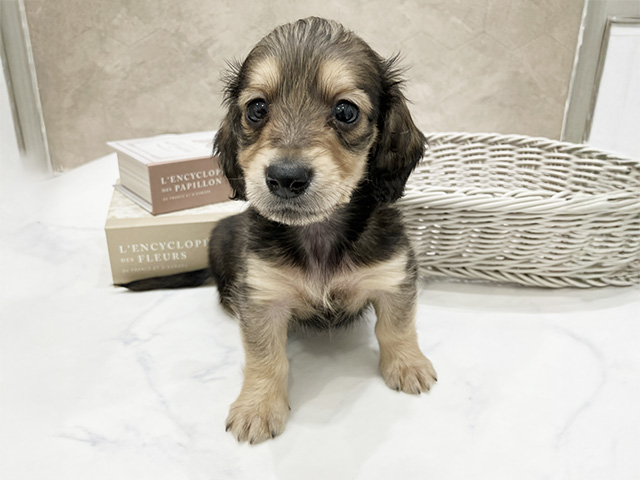 カニヘンダックスフンド