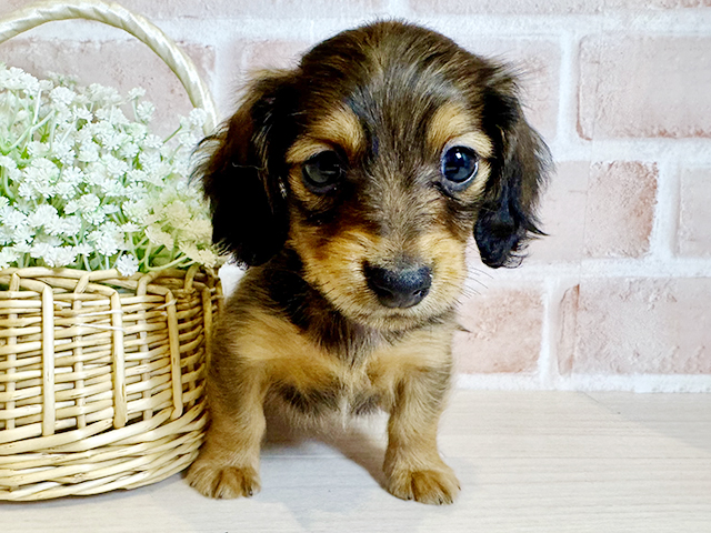 大阪府のカニンヘンダックスフンド(ロング) (ペッツファースト北心斎橋店/2025年9月29日生まれ/男の子/シェーデットレッド)の子犬の1枚目の画像