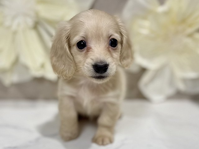 カニヘンダックスフンド