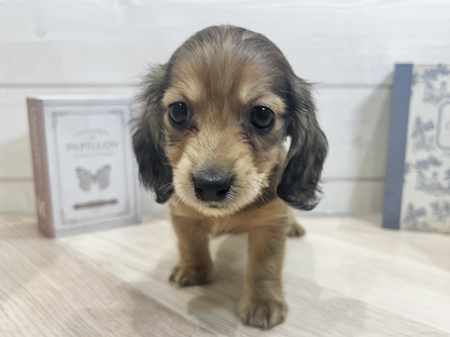 愛知県のカニンヘンダックスフンド(ロング) (ペッツファースト岡崎店/2025年9月29日生まれ/男の子/シェーデットイエロー)の子犬の1枚目の画像