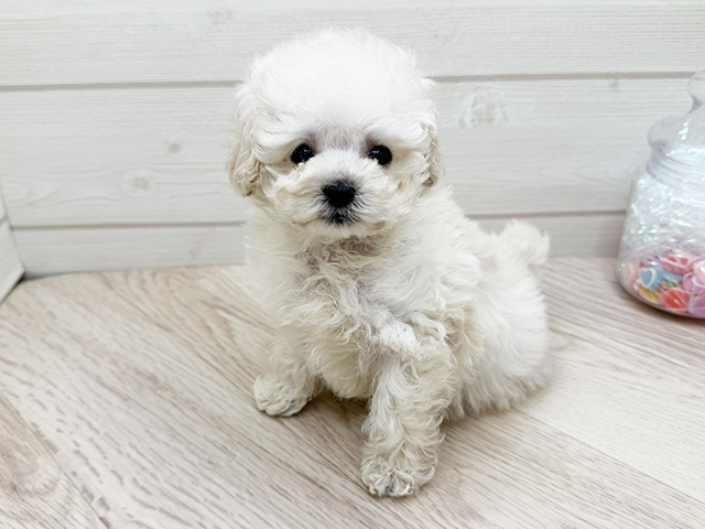東京都のトイプードル(ティーカップ) (ペッツファースト渋谷店/2025年9月26日生まれ/男の子/ホワイト)の子犬の1枚目の画像