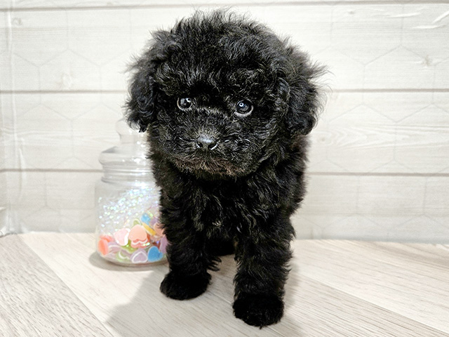トイプードル