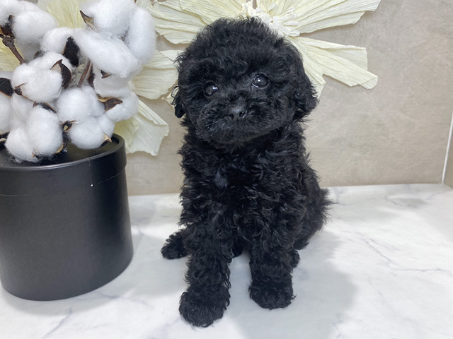 兵庫県のトイプードル(トイ) (ペッツファースト神戸三宮センター街店/2025年9月29日生まれ/女の子/ブラック)の子犬の1枚目の画像