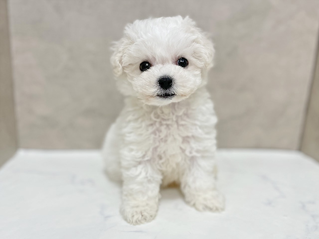 東京都のビションフリーゼ (ペッツファースト池袋店/2025年9月28日生まれ/男の子/ホワイト)の子犬の1枚目の画像