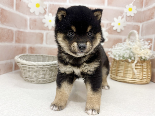 東京都の豆柴 (ペッツファーストお台場店/2025年9月29日生まれ/男の子/黒)の子犬の1枚目の画像