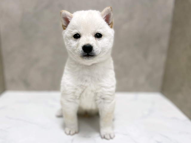 東京都の豆柴 (ペッツファースト池袋店/2025年9月29日生まれ/男の子/白)の子犬の1枚目の画像