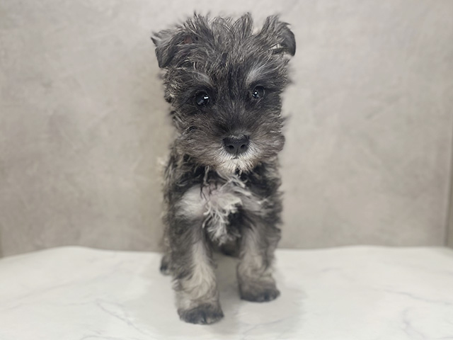 ミニチュアシュナウザー