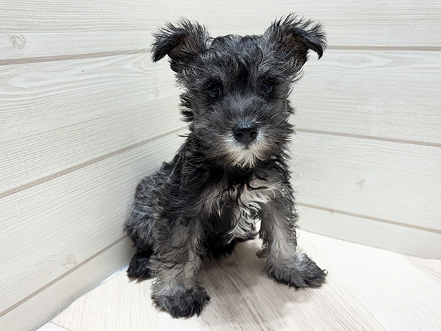 広島県のミニチュアシュナウザー (ペッツファースト広島府中店/2025年9月27日生まれ/女の子/ソルトペッパー)の子犬