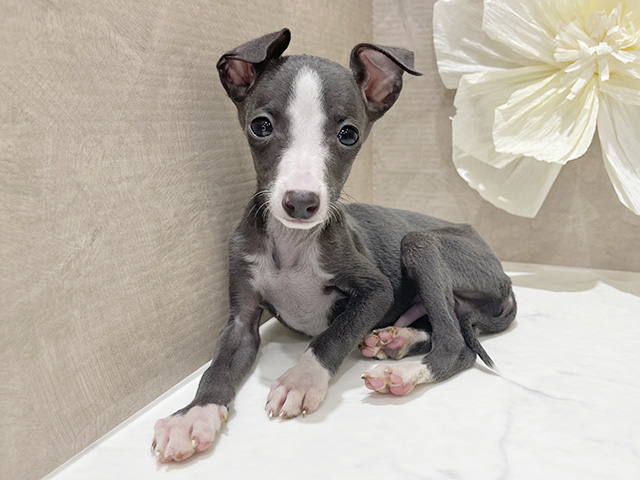 東京都のイタリアングレーハウンド (ペッツファースト新宿店/2025年9月29日生まれ/男の子/ブルーホワイト)の子犬の1枚目の画像
