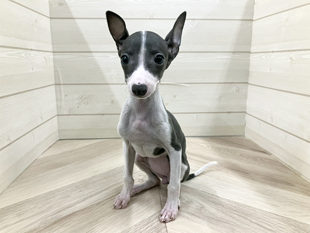 埼玉県のイタリアングレーハウンド (ペッツファースト春日部店/2025年9月29日生まれ/女の子/ブルーホワイト)の子犬の1枚目の画像