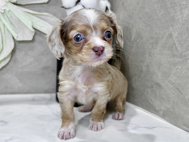 兵庫県のチワックス(チワワ×ダックス) (ペッツファースト神戸三宮センター街店/2025年9月29日生まれ/女の子/チョコレートマールホワイト)の子犬の1枚目の画像