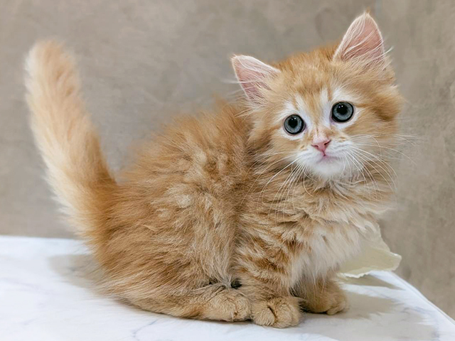 大阪府のミヌエット (ペッツファースト難波店/2025年9月28日生まれ/男の子/レッドタビー)の子猫の1枚目の画像