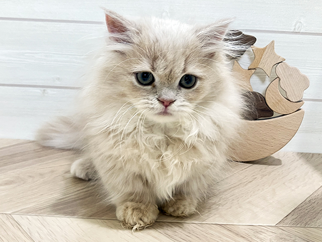 鳥取県のミヌエット (ペッツファースト日吉津店/2025年9月28日生まれ/女の子/クリームタビー)の子猫