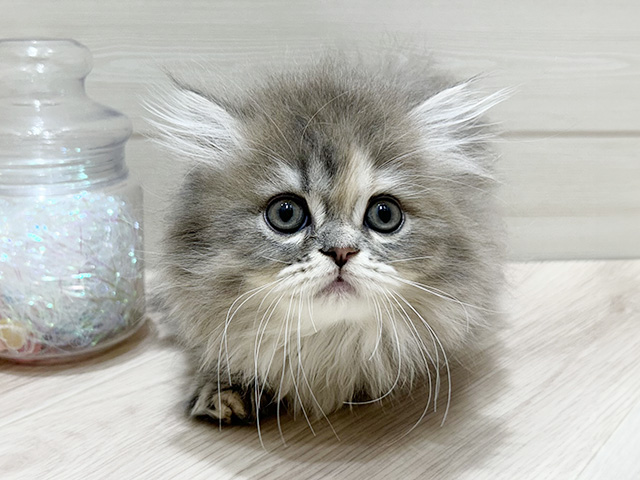 大阪府のミヌエット (ペッツファーストららぽーと門真店/2025年9月28日生まれ/女の子/ブルーパッチドタビー)の子猫の1枚目の画像