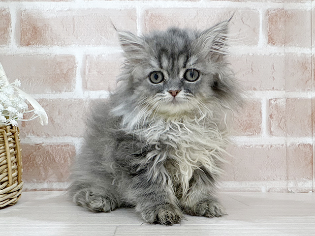 神奈川県のミヌエット (ペッツファーストfor cats横浜元町店/2025年9月28日生まれ/女の子/ブルータビー)の子猫の1枚目の画像