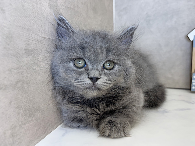 京都府のミヌエット (ペッツファースト京都四条河原町店/2025年9月29日生まれ/女の子/ブルータビー)の子猫の1枚目の画像