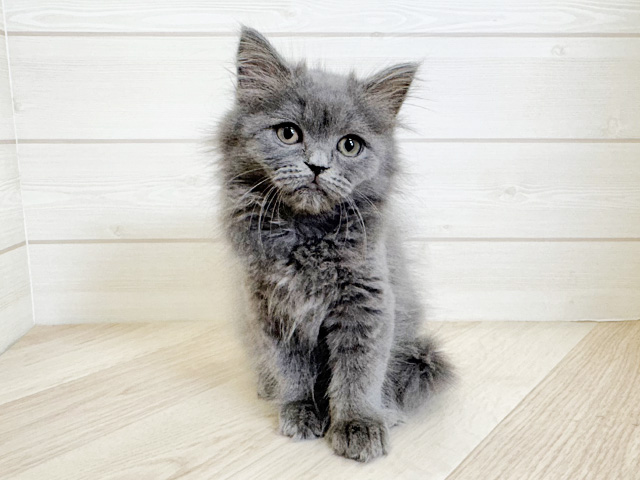 千葉県のラガマフィン (ペッツファースト市川コルトンプラザ店/2025年9月26日生まれ/男の子/ブルー)の子猫の1枚目の画像