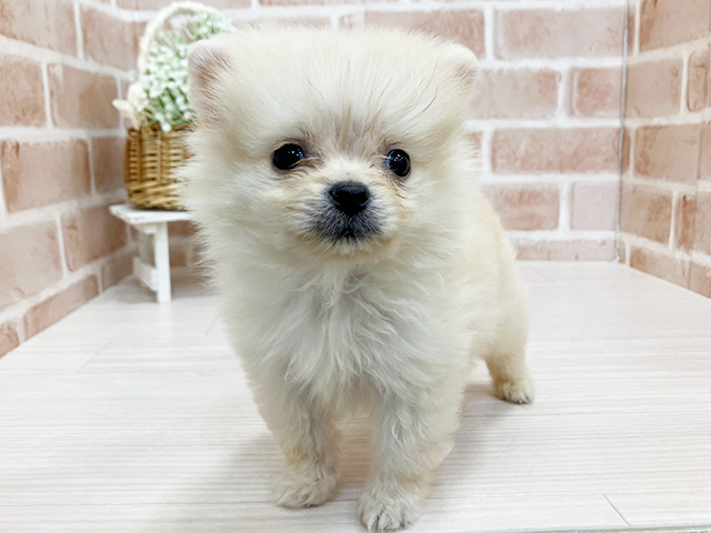 奈良県のポメラニアン (ペッツファースト奈良登美ヶ丘店/2025年9月24日生まれ/男の子/クリーム)の子犬の1枚目の画像