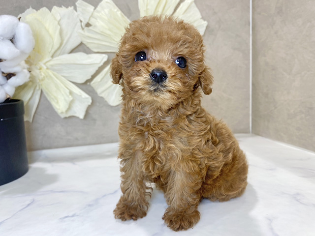 兵庫県のトイプードル(ティーカップ) (ペッツファースト神戸三宮センター街店/2025年9月25日生まれ/女の子/レッド)の子犬の1枚目の画像